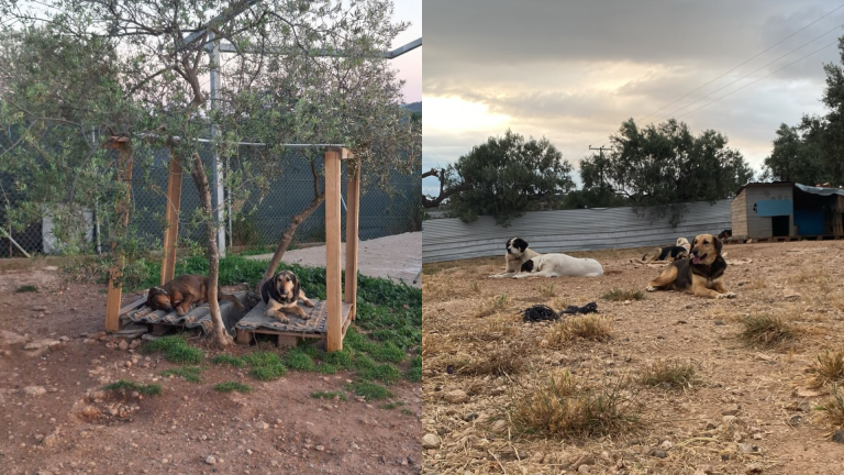Die Bildcollage zeigt mehrere gerettete Hunde in einem Tierschutzprojekt in Griechenland. Links ruhen Hunde auf erhöhten Liegeflächen unter einem schattenspendenden Baum, rechts entspannen weitere Hunde auf dem Gelände des Tierheims. Die Aufnahme vermittelt den Alltag im europäischen Tierschutz und zeigt, wie sichere Rückzugsorte, Schutz vor Hitze und liebevolle Betreuung die Lebensqualität ehemaliger Straßenhunde verbessern können. Das Foto entstand während eines ehrenamtlichen Einsatzes von adVANturetimewithus.